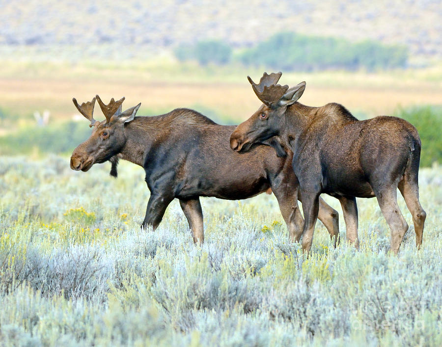 Moose Photograph - Forlorn by Brad Christensen