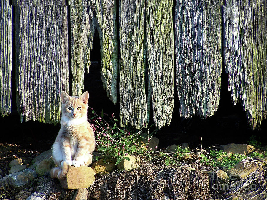 Cat Photograph - Formal Portrait by Pete Hellmann Cat Photograph - Formal Portrait by Pete Hellmann