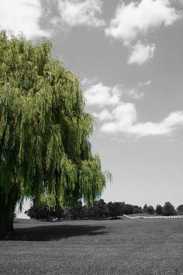 Forman Willow Photograph by Dylan Punke
