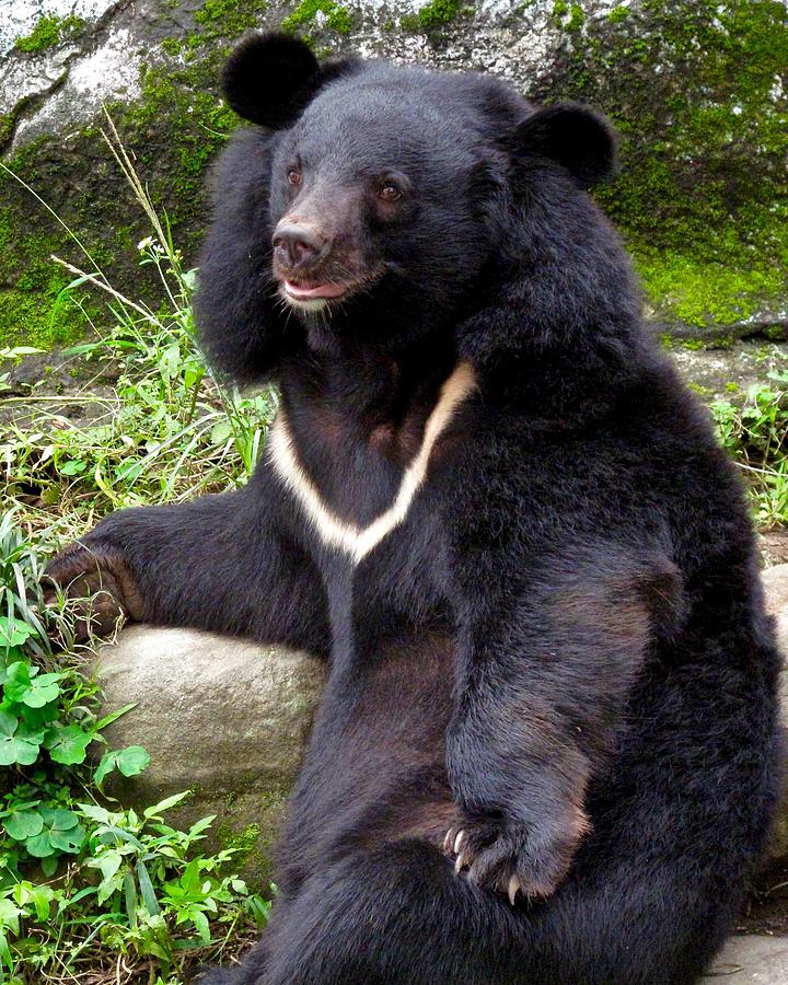 formosan black bear