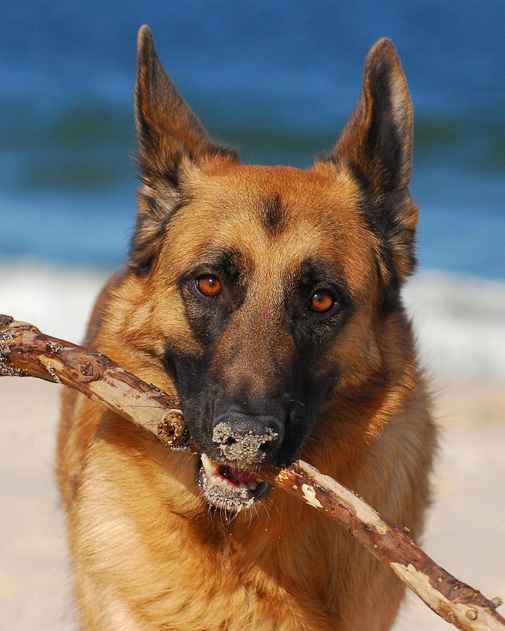 Forrest Fetching - German Shepherd Dog Photograph by Angie Tirado