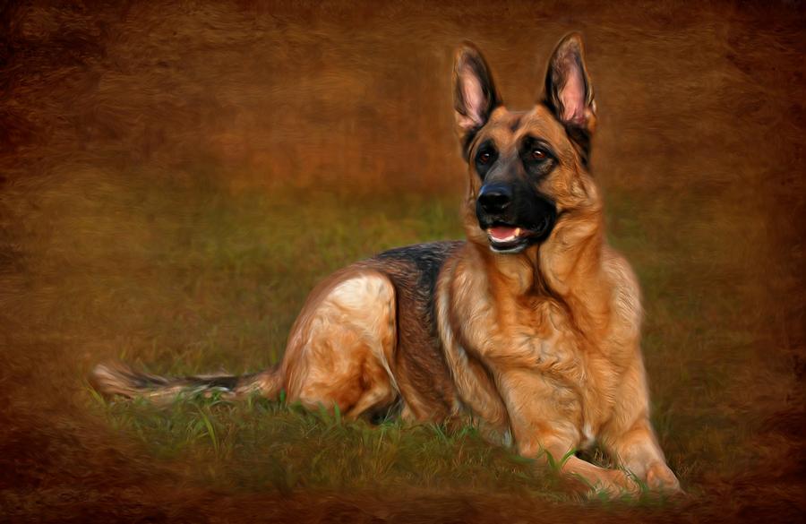 Forrest The German Shepherd Photograph by Angie Tirado