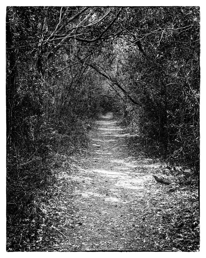 Forest floor 0102BW Photograph by Rudy Umans