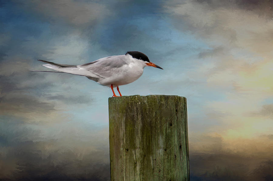 Forsters Tern Photograph