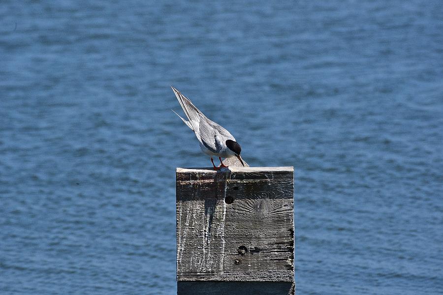 Forsters Tern I Photograph by Linda Brody