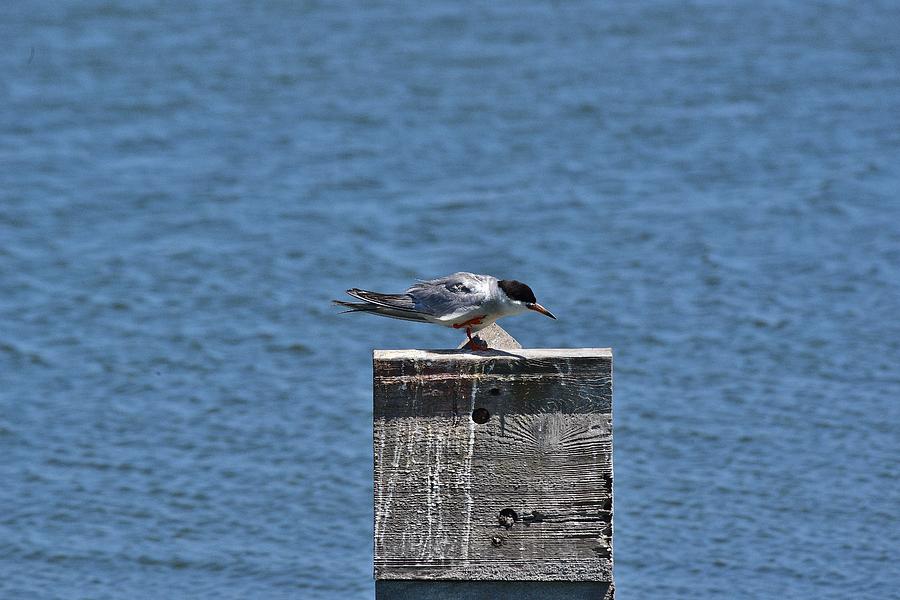 Forsters Tern II  Photograph by Linda Brody