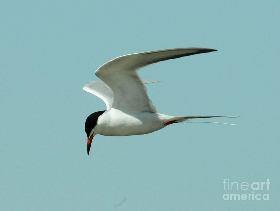 Forsters Tern In Flight Photograph By Lana Raffensperger Fine Art America 0941