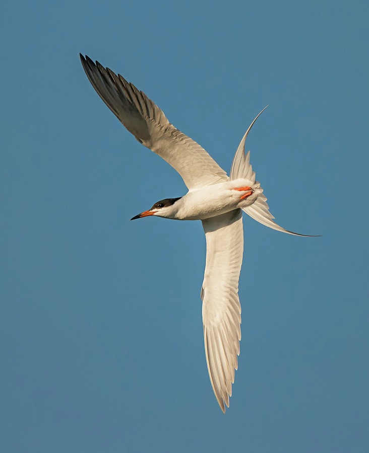 Forsters Tern Photograph by Loree Johnson