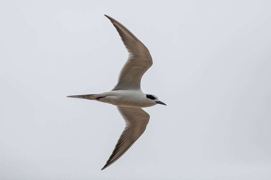 Forsters Tern Photograph By Ronnie Maum Fine Art America 9738