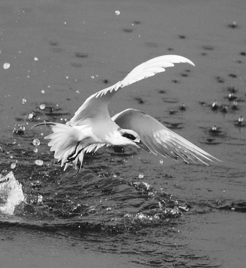 Forsters Tern Photograph By Willie Hall Fine Art America 2755