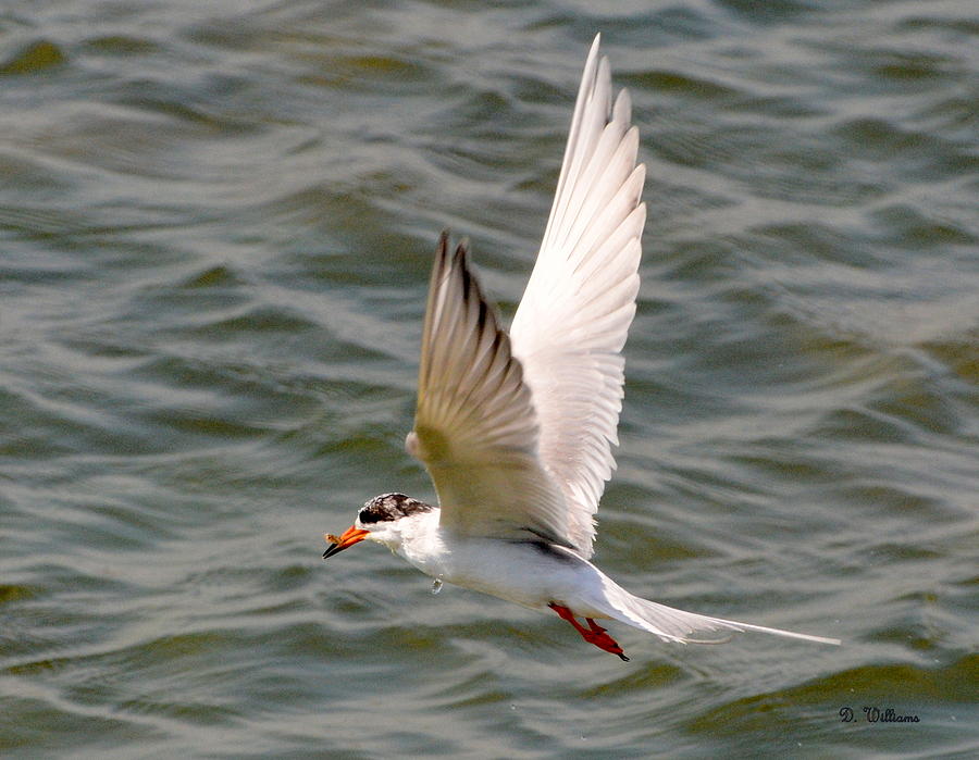 Forsters Tern with minnow Photograph by Dan Williams