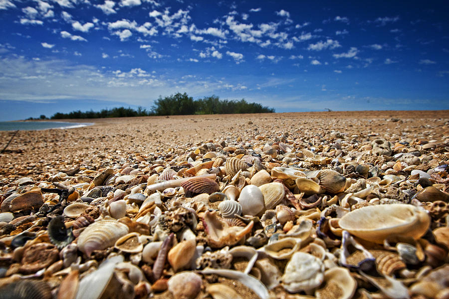 Shell Photograph - Forsyth Island Queensland by Jamie Cain