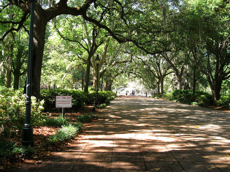 Forsyth Park Canopy of Trees Photograph by Juliana Blessington - Fine ...