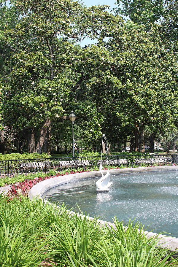 Forsyth Park Fountain with Swan and Magnolias Photograph by Carol Groenen