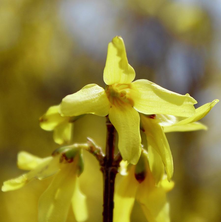 Nature Photograph - Forsythia Bloom Middle by M E