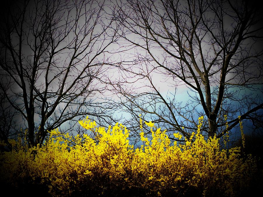 Flower Photograph - Forsythia By The Mountains by Joyce Kimble Smith