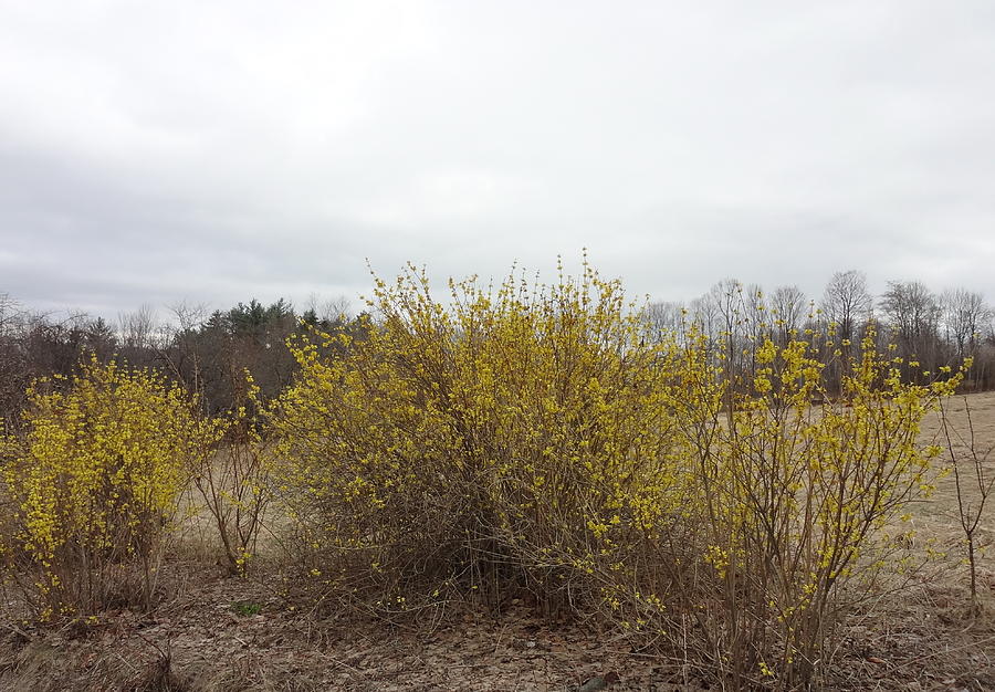 Forsythia Photograph by Catherine Arcolio