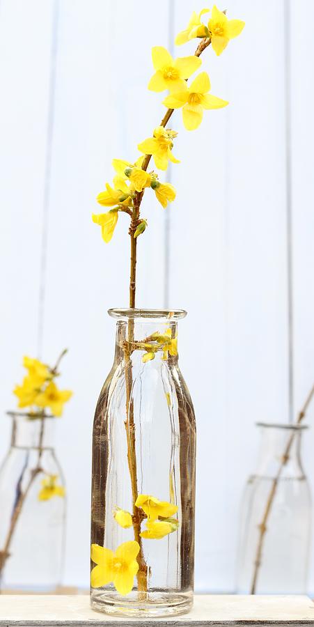 Flower Photograph - Forsythia  by Emma Manners