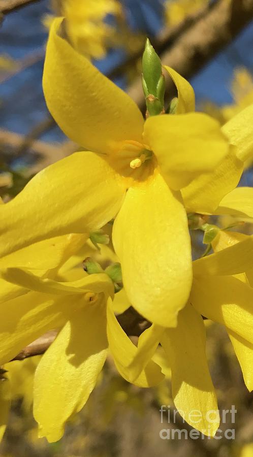 Forsythia Flowers Photograph by CAC Graphics