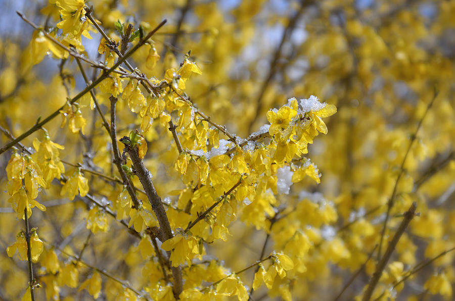 Forsythia in Snow I Photograph by Marianne Campolongo