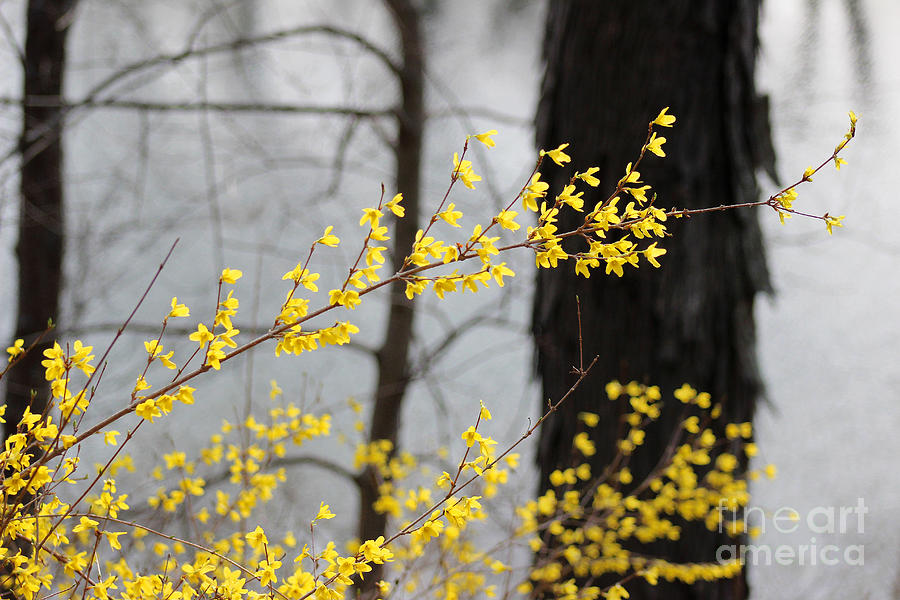 Forsythia in Spring Photograph by Karen Adams