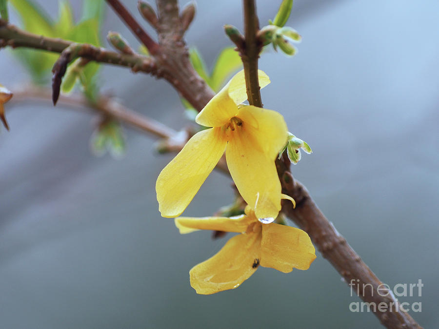 Forsythia On A Cool Spring Day Photograph by Dorothy Lee