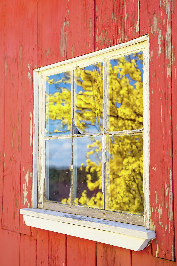Forsythia Reflection 1 Photograph by Brian Hale
