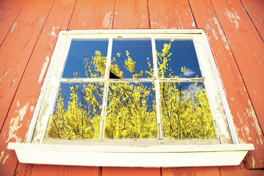 Forsythia Reflection 2 Photograph by Brian Hale