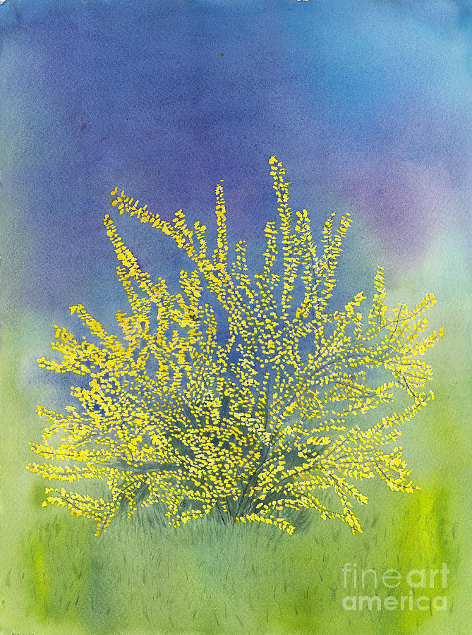Forsythia Study 4 Watercolor Painting by Conni Schaftenaar