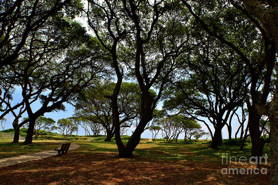 Fort Fisher Beach Trees  Photograph by Amy Lucid