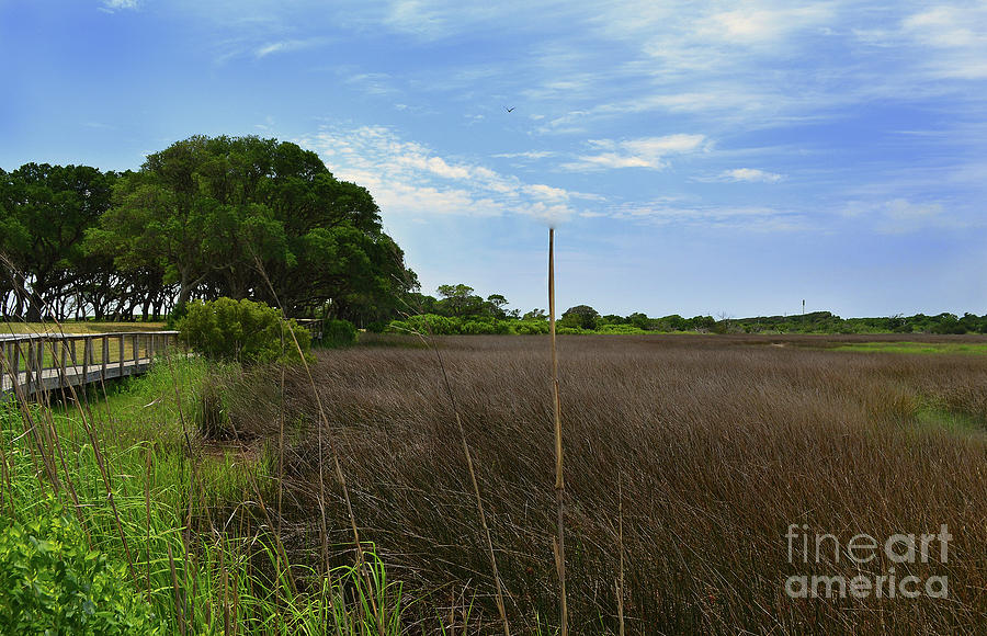 Fort Fisher Grass Meadow Photograph by Amy Lucid