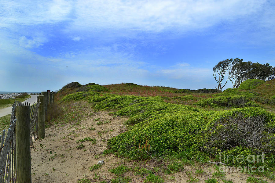 Fort Fisher Landscape Photograph by Amy Lucid