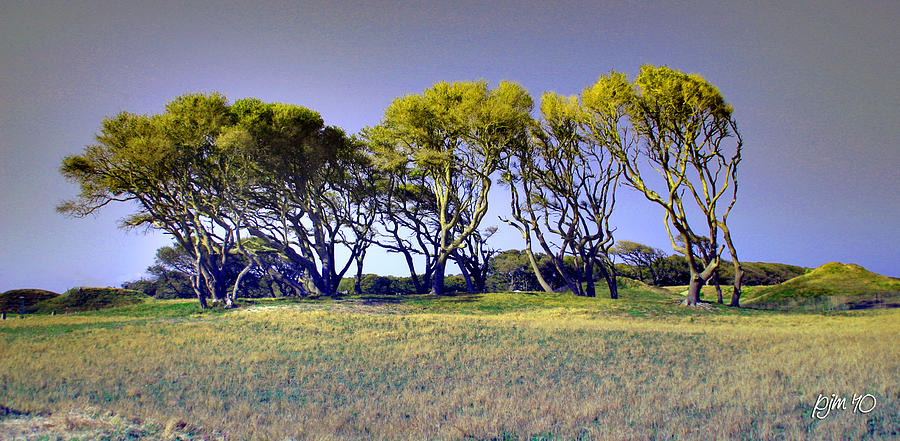 Fort Fisher Trees Photograph by Phil Mancuso
