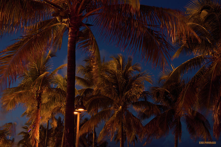 Fort Lauderdale Beach Night Palm Trees Photograph by Ken Figurski