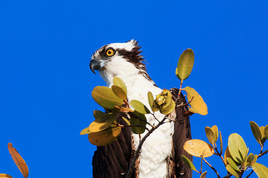 Fort Myers Beach Bird Tour - Osprey Wide-eyed and Searching Photograph by Ronald Reid