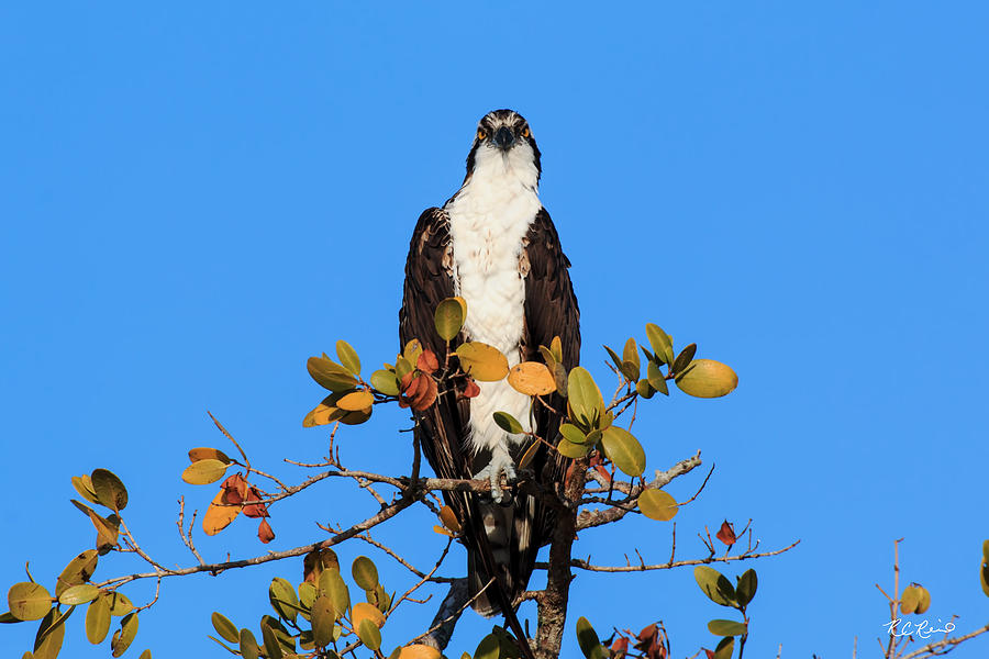 Fort Myers Beach Bird Tour - Osprey with Eyes on You Photograph by Ronald Reid