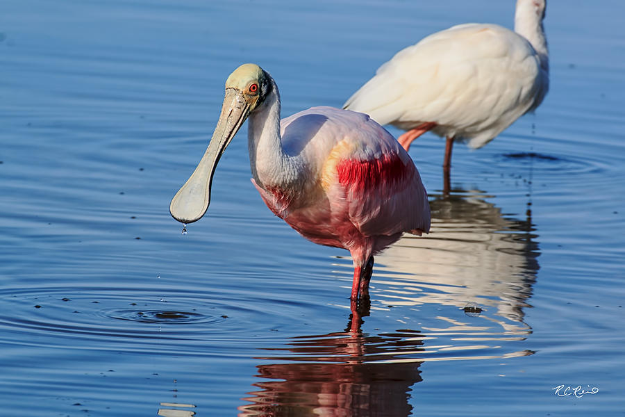 Fort Myers Beach Bird Tour - Roseate Spoonbill - Just Saying Hello Photograph by Ronald Reid