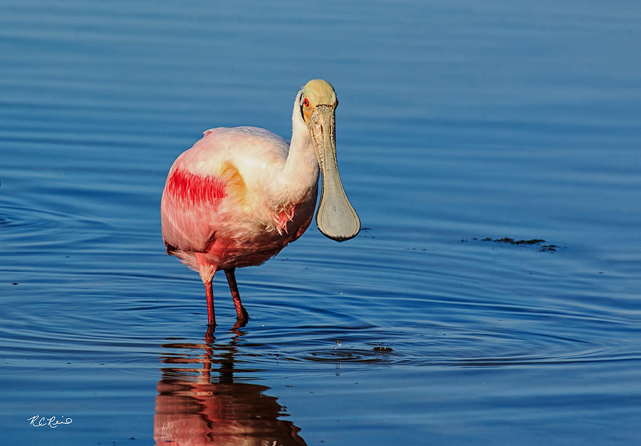 Fort Myers Beach Bird Tour - Roseate Spoonbill Searching for a Meal Photograph by Ronald Reid