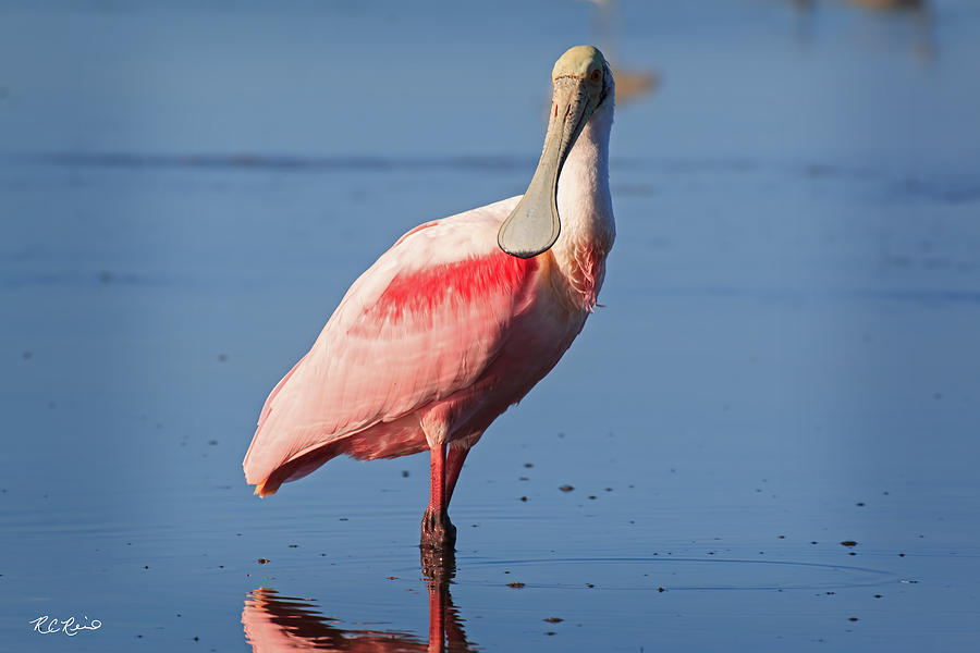 Fort Myers Beach Bird Tour - Roseate Spoonbill Stopping to Profile Photograph by Ronald Reid