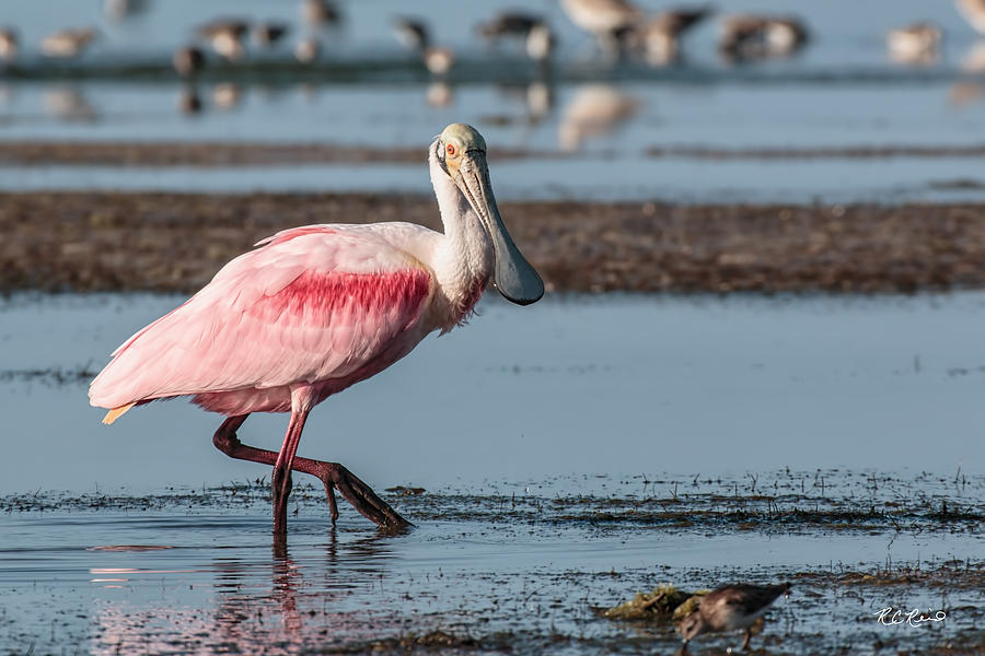 Fort Myers Beach Bird Tour - Roseate Spoonbill Strolling the Coast Photograph by Ronald Reid