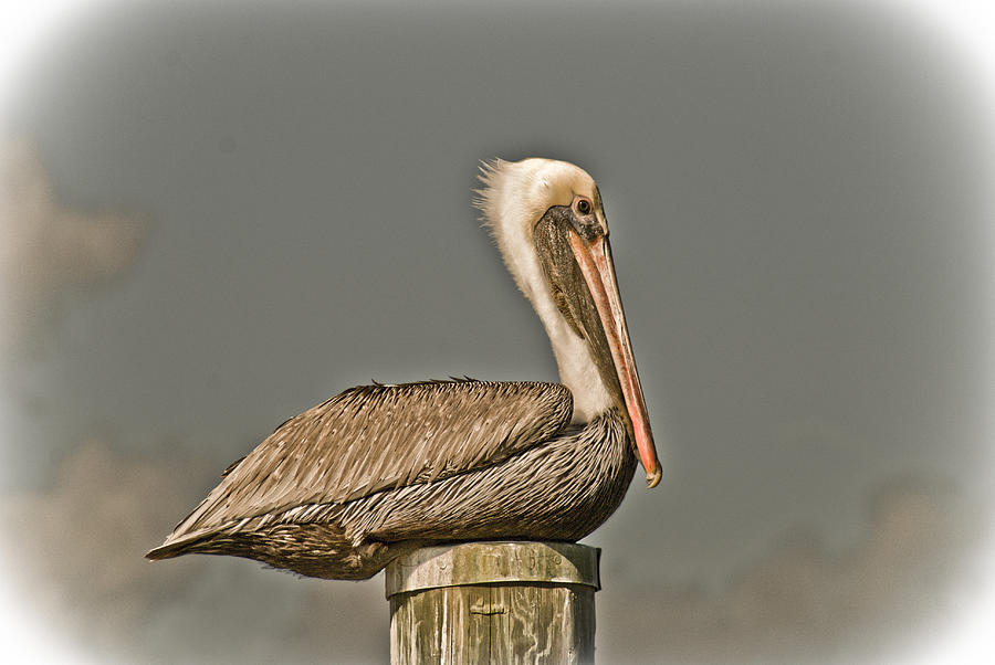 Fort Pierce Pelican Photograph by Trish Tritz