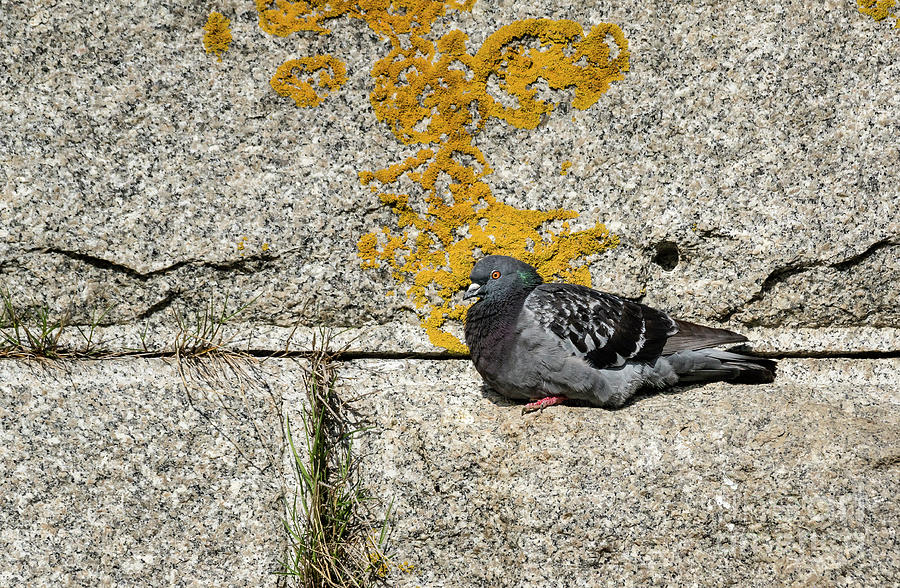 Fort Popham Pigeon Photograph by Craig Shaknis