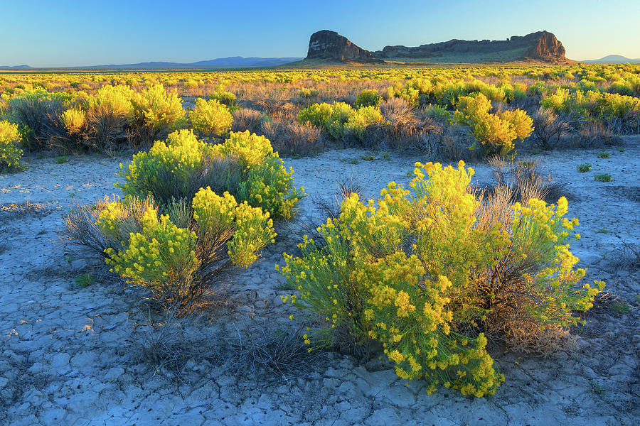 Desert Photograph - Fort Rock Summer Bloom by Christian Heeb