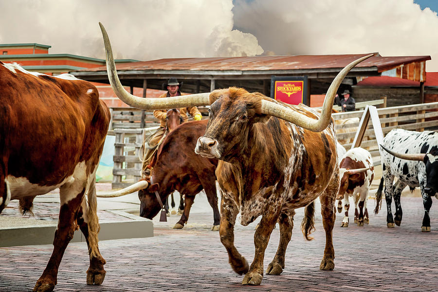 Fort Worth Cattle Drive Photograph by Kelley King