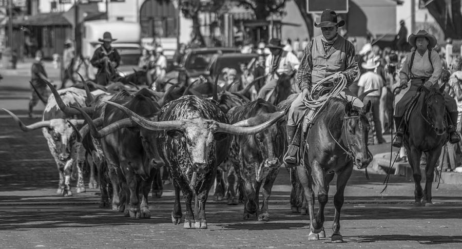 Fort Worth Longhorn Cattle Drive Wide Photograph by Jonathan Davison