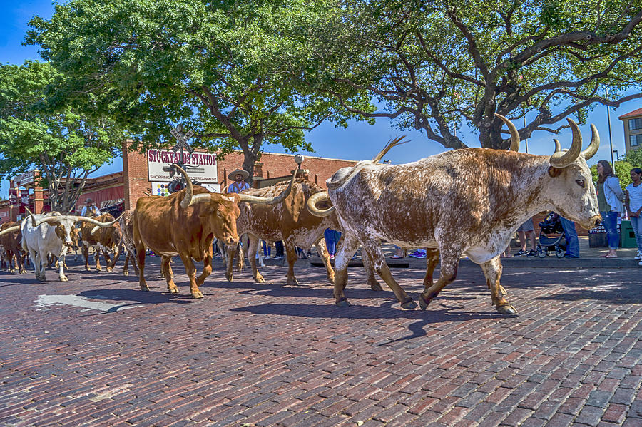 Fort Worth Stockyards Longhorn Drive Photograph by Craig David Morrison ...