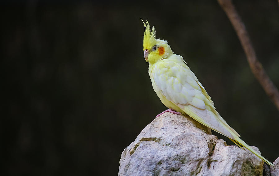 Fort Worth Zoo Birds Photograph by Robert Bellomy