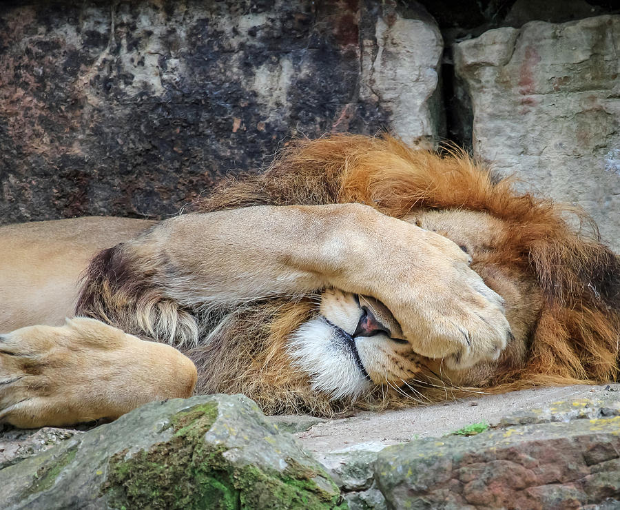 Fort Worth Zoo Sleepy Lion Photograph