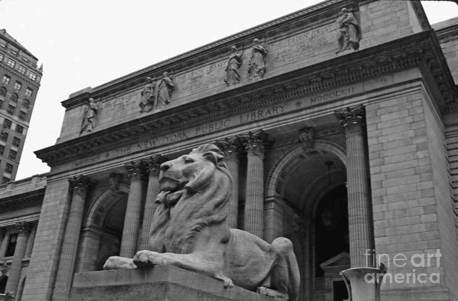 Fortitude, The Ny Public Library Lion Photograph by Tom Wurl
