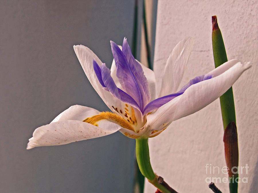 Fortnight Lily Photograph by Kelly Holm